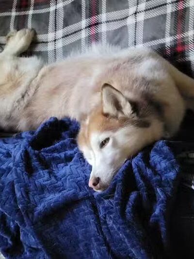 Romp and Play Dog Park - Ballston Spa, NY