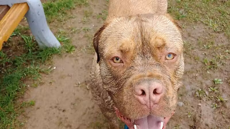 Romp and Play Dog Park - Ballston Spa, NY