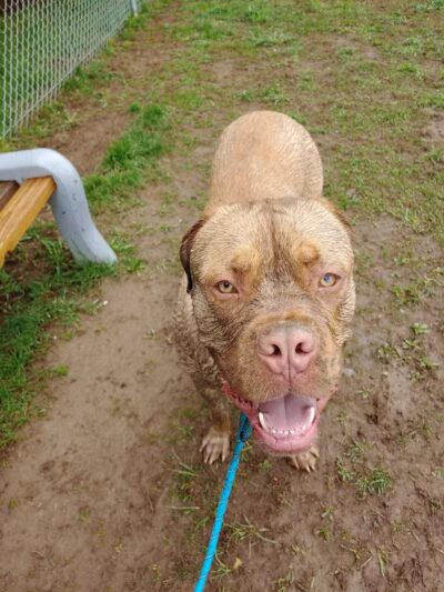 Romp and Play Dog Park - Ballston Spa, NY