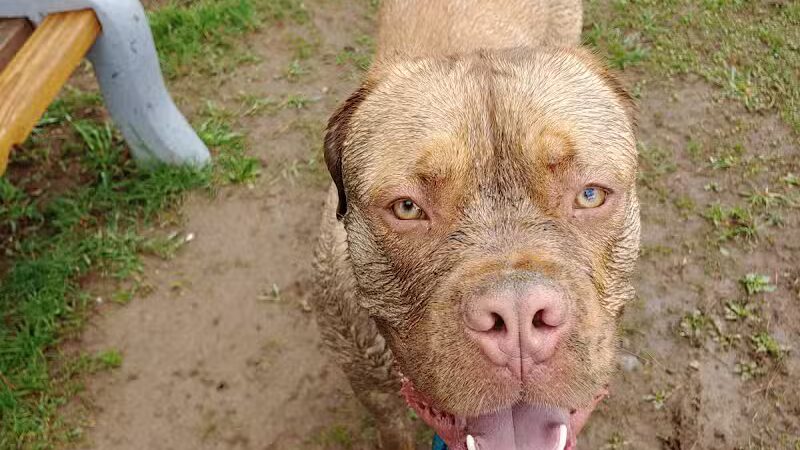Romp and Play Dog Park - Ballston Spa, NY
