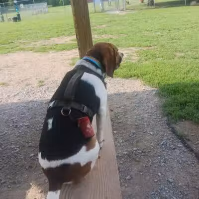Romp and Play Dog Park - Ballston Spa, NY