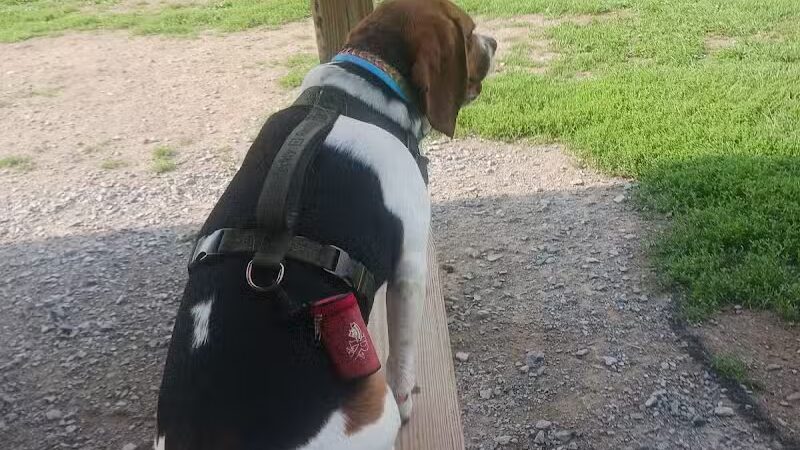 Romp and Play Dog Park - Ballston Spa, NY