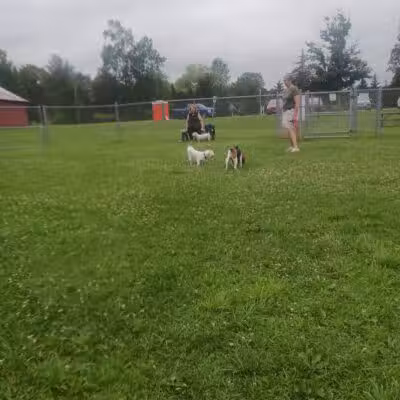Romp and Play Dog Park - Ballston Spa, NY