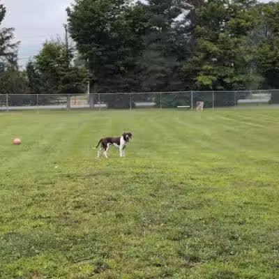 Romp and Play Dog Park - Ballston Spa, NY