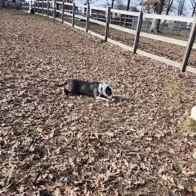 Burdick Bark Dog Park - Baltimore, MD