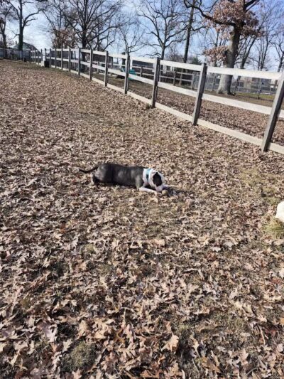 Burdick Bark Dog Park - Baltimore, MD