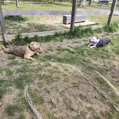 Burdick Bark Dog Park - Baltimore, MD