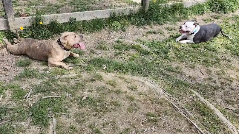 Burdick Bark Dog Park - Baltimore, MD