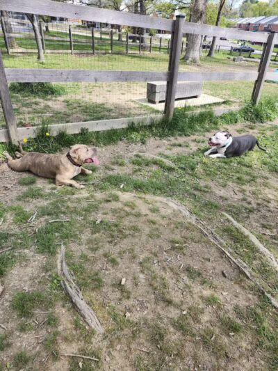 Burdick Bark Dog Park - Baltimore, MD