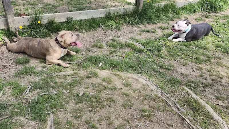 Burdick Bark Dog Park - Baltimore, MD