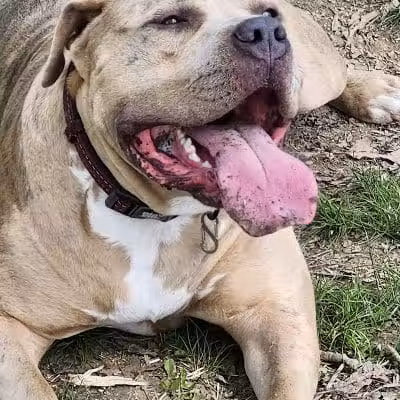 Burdick Bark Dog Park - Baltimore, MD