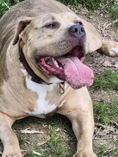 Burdick Bark Dog Park - Baltimore, MD