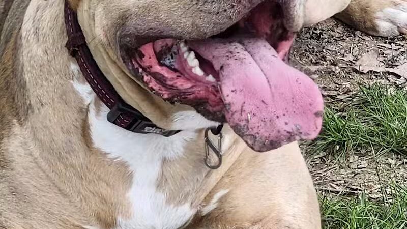 Burdick Bark Dog Park - Baltimore, MD