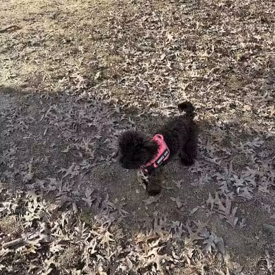 Burdick Bark Dog Park - Baltimore, MD