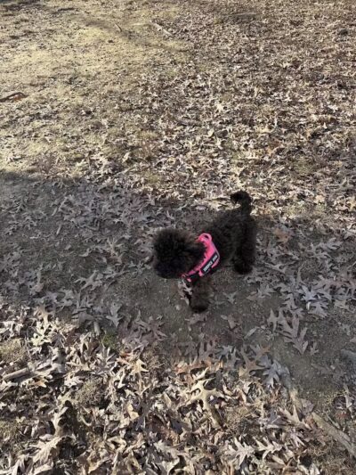 Burdick Bark Dog Park - Baltimore, MD