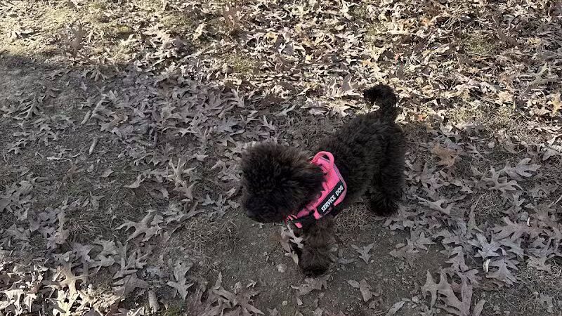 Burdick Bark Dog Park - Baltimore, MD