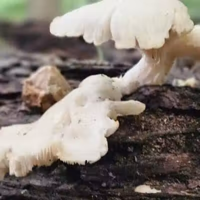 Alt Park - Baltimore, OH