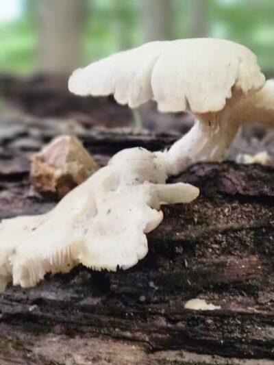 Alt Park - Baltimore, OH