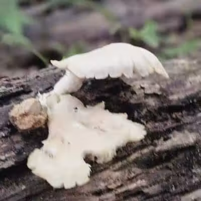 Alt Park - Baltimore, OH