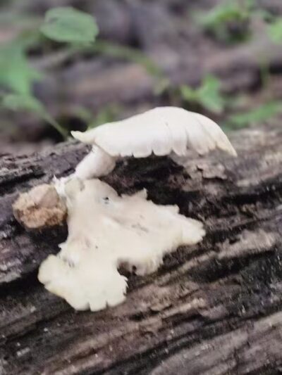 Alt Park - Baltimore, OH