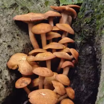 Alt Park - Baltimore, OH