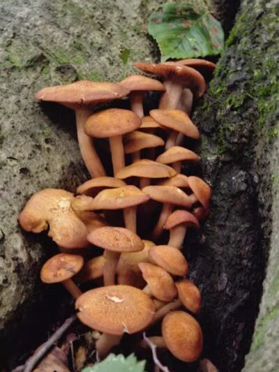 Alt Park - Baltimore, OH