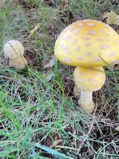 Edgewood Park - Barberton, OH