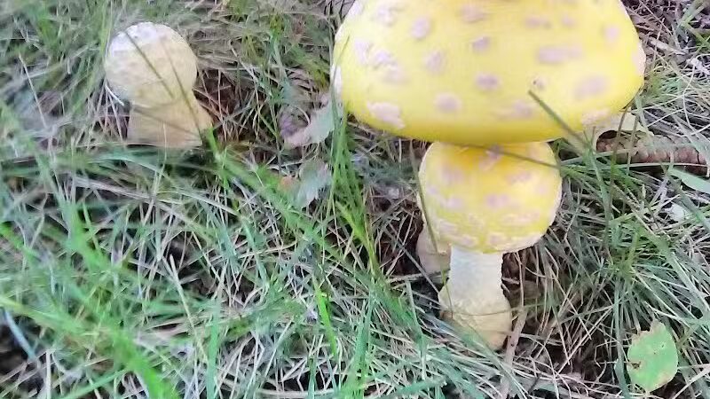 Edgewood Park - Barberton, OH