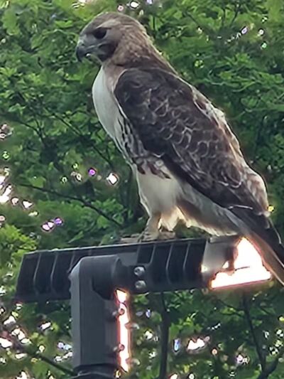 Lake Anna - Barberton, OH