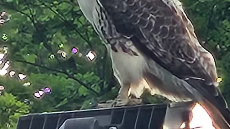 Lake Anna - Barberton, OH