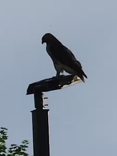 Lake Anna - Barberton, OH