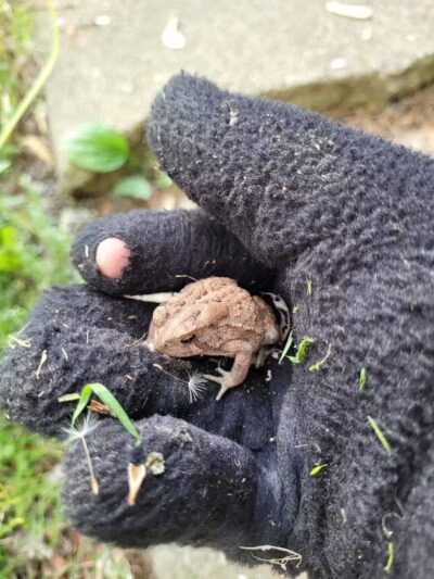 Ohio & Erie Canal Towpath Trail - Barberton, OH