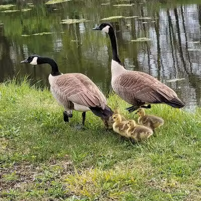 Ohio & Erie Canal Towpath Trail - Barberton, OH