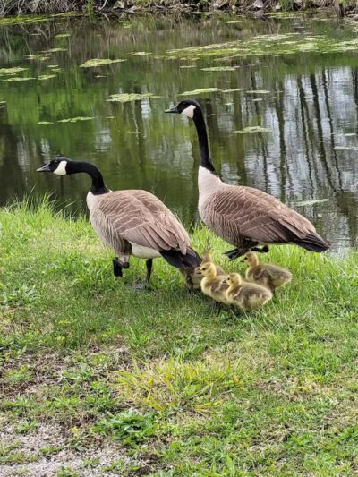 Ohio & Erie Canal Towpath Trail - Barberton, OH