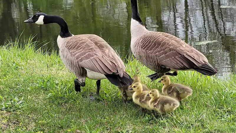 Ohio & Erie Canal Towpath Trail - Barberton, OH