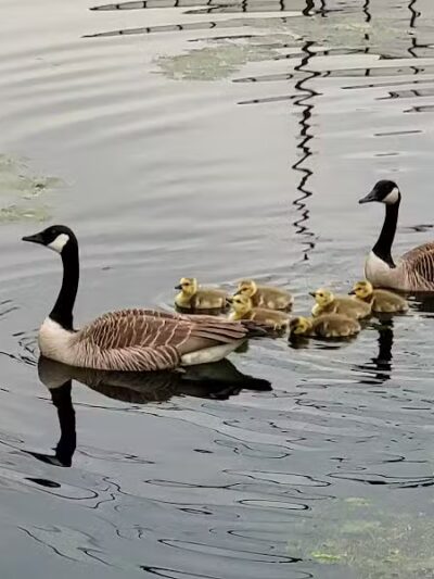 Ohio & Erie Canal Towpath Trail - Barberton, OH