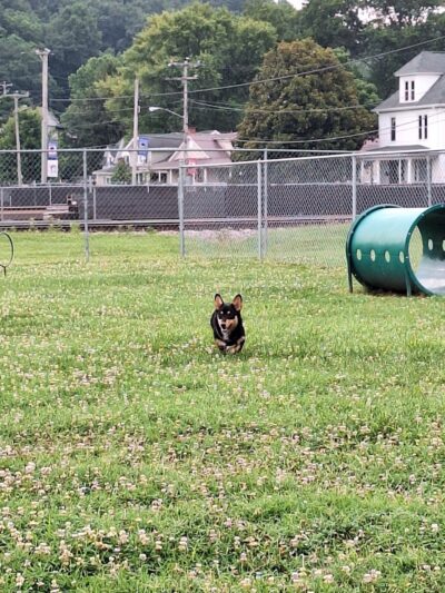 Barboursville Dog Park - Barboursville, WV