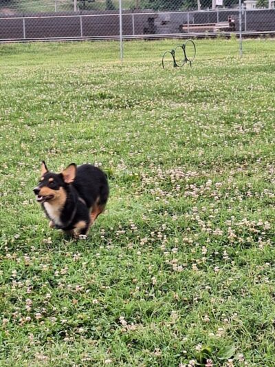 Barboursville Dog Park - Barboursville, WV