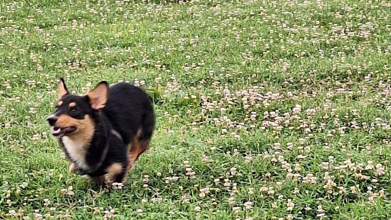 Barboursville Dog Park - Barboursville, WV