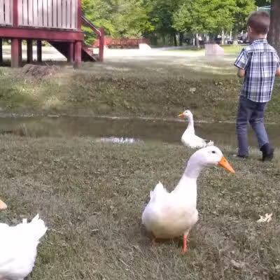 Meadowbrook Park - Bascom, OH