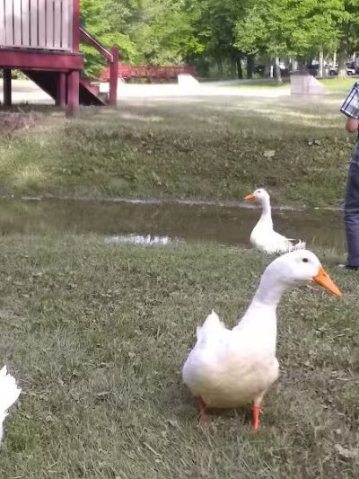 Meadowbrook Park - Bascom, OH