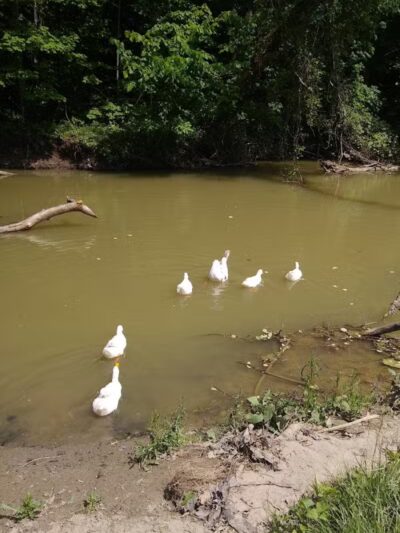 Meadowbrook Park - Bascom, OH