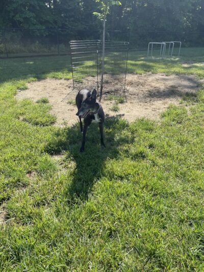 David J Stricker Dog Park - Batavia, OH