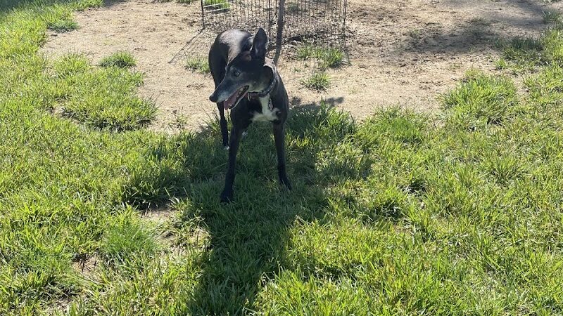 David J Stricker Dog Park - Batavia, OH