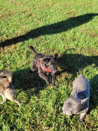 David J Stricker Dog Park - Batavia, OH