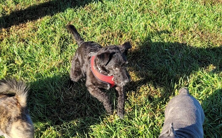 David J Stricker Dog Park - Batavia, OH