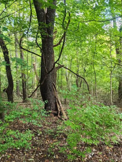 Williamsburg to Batavia Hike-Bike Trail - Zagar Rd. Parking Lot - Batavia, OH