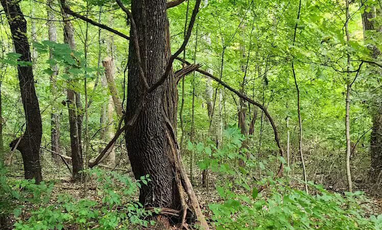 Williamsburg to Batavia Hike-Bike Trail - Zagar Rd. Parking Lot - Batavia, OH