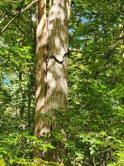 Williamsburg to Batavia Hike-Bike Trail - Zagar Rd. Parking Lot - Batavia, OH