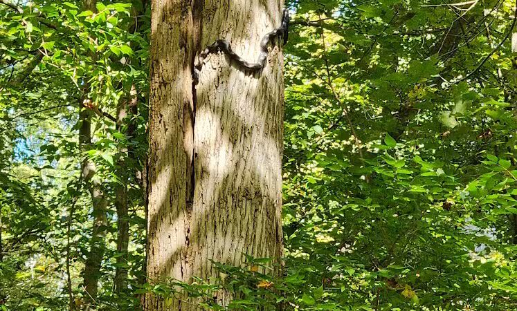 Williamsburg to Batavia Hike-Bike Trail - Zagar Rd. Parking Lot - Batavia, OH